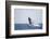 Humpback Whale Breaching from the Atlantic Ocean-DLILLC-Framed Photographic Print