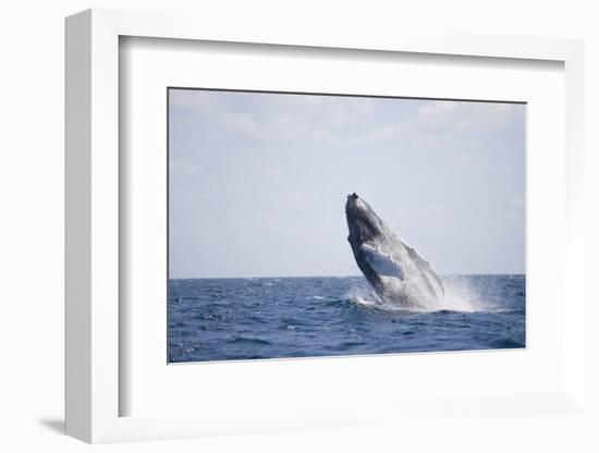 Humpback Whale Breaching from the Atlantic Ocean-DLILLC-Framed Photographic Print