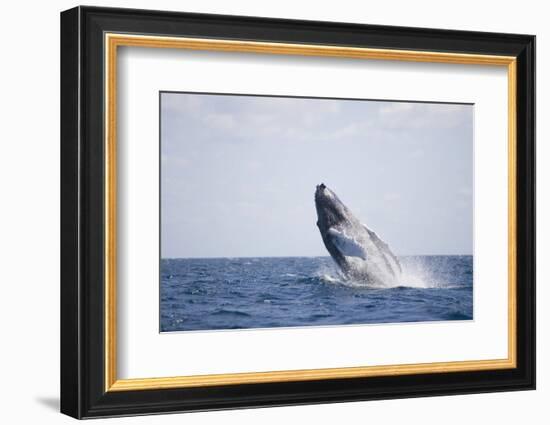 Humpback Whale Breaching from the Atlantic Ocean-DLILLC-Framed Photographic Print