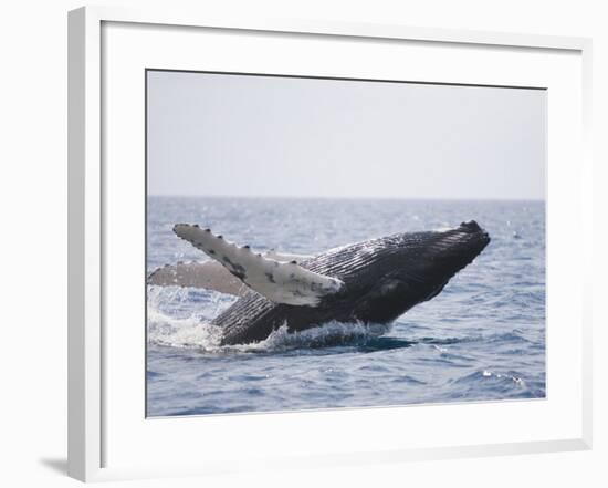 Humpback Whale Breaching from the Atlantic Ocean-DLILLC-Framed Photographic Print