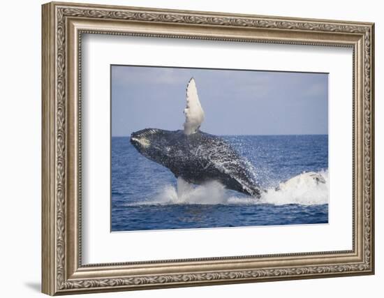 Humpback Whale Breaching from the Atlantic Ocean-DLILLC-Framed Photographic Print