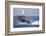 Humpback Whale Breaching from the Atlantic Ocean-DLILLC-Framed Photographic Print