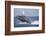 Humpback Whale Breaching from the Atlantic Ocean-DLILLC-Framed Photographic Print