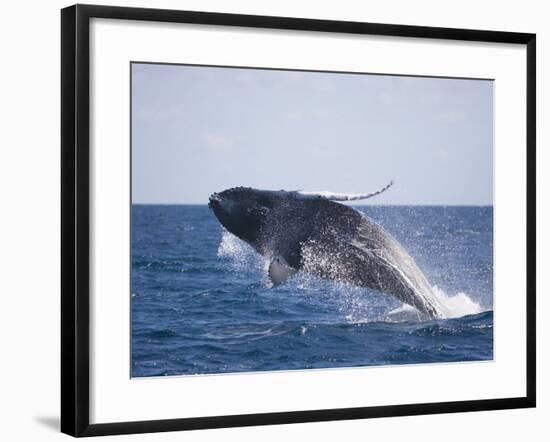 Humpback Whale Breaching from the Atlantic Ocean-DLILLC-Framed Photographic Print