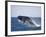 Humpback Whale Breaching from the Atlantic Ocean-DLILLC-Framed Photographic Print