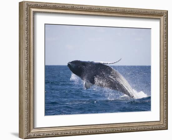 Humpback Whale Breaching from the Atlantic Ocean-DLILLC-Framed Photographic Print