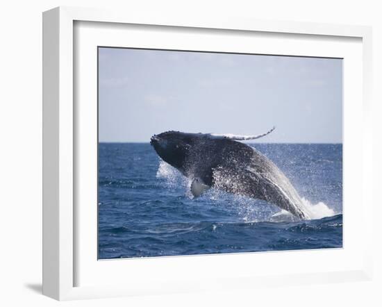 Humpback Whale Breaching from the Atlantic Ocean-DLILLC-Framed Photographic Print