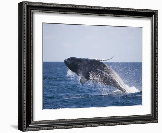 Humpback Whale Breaching from the Atlantic Ocean-DLILLC-Framed Photographic Print