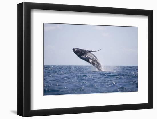 Humpback Whale Breaching from the Atlantic Ocean-DLILLC-Framed Photographic Print