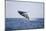 Humpback Whale Breaching from the Atlantic Ocean-DLILLC-Mounted Photographic Print