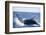 Humpback Whale Breaching from the Atlantic Ocean-DLILLC-Framed Photographic Print