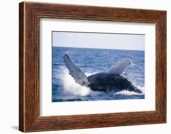 Humpback Whale Breaching from the Atlantic Ocean-DLILLC-Framed Photographic Print