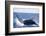 Humpback Whale Breaching from the Atlantic Ocean-DLILLC-Framed Photographic Print