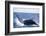 Humpback Whale Breaching from the Atlantic Ocean-DLILLC-Framed Photographic Print