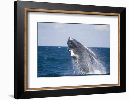 Humpback Whale Breaching from the Atlantic Ocean-DLILLC-Framed Photographic Print