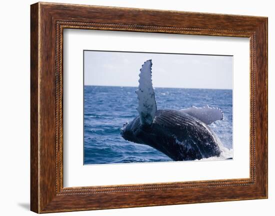 Humpback Whale Breaching from the Atlantic Ocean-DLILLC-Framed Photographic Print