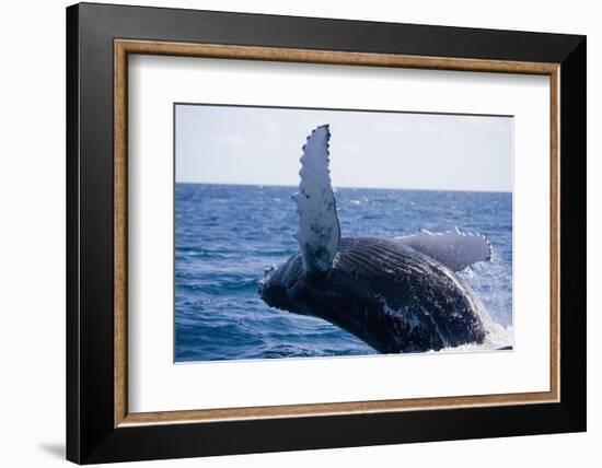 Humpback Whale Breaching from the Atlantic Ocean-DLILLC-Framed Photographic Print