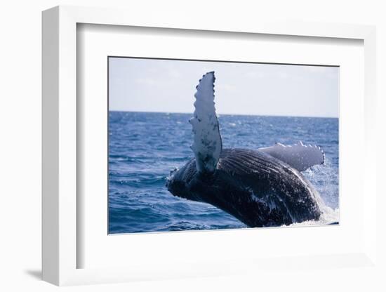 Humpback Whale Breaching from the Atlantic Ocean-DLILLC-Framed Photographic Print