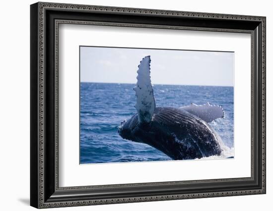 Humpback Whale Breaching from the Atlantic Ocean-DLILLC-Framed Photographic Print