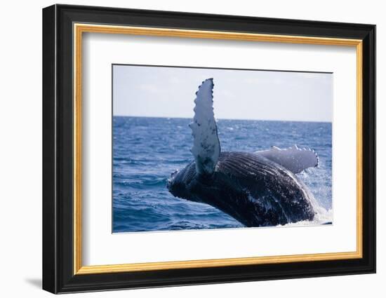 Humpback Whale Breaching from the Atlantic Ocean-DLILLC-Framed Photographic Print