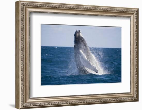 Humpback Whale Breaching from the Atlantic Ocean-DLILLC-Framed Photographic Print