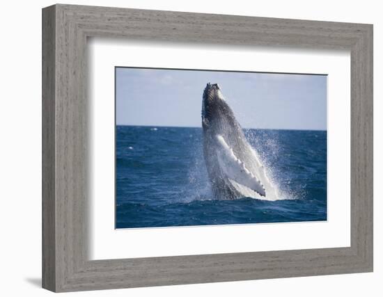 Humpback Whale Breaching from the Atlantic Ocean-DLILLC-Framed Photographic Print