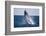 Humpback Whale Breaching from the Atlantic Ocean-DLILLC-Framed Photographic Print