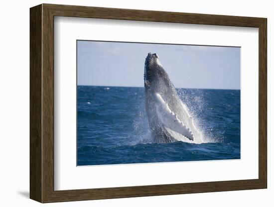 Humpback Whale Breaching from the Atlantic Ocean-DLILLC-Framed Photographic Print