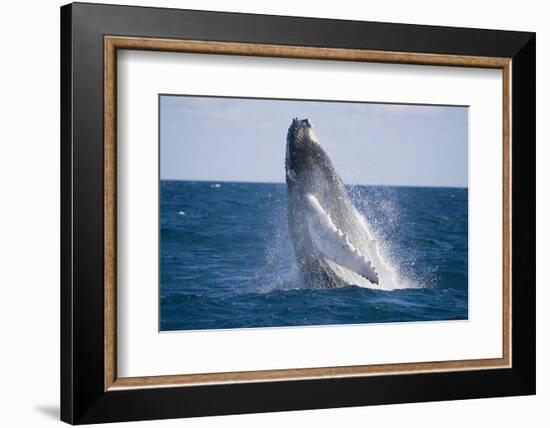 Humpback Whale Breaching from the Atlantic Ocean-DLILLC-Framed Photographic Print