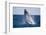 Humpback Whale Breaching from the Atlantic Ocean-DLILLC-Framed Photographic Print