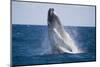 Humpback Whale Breaching from the Atlantic Ocean-DLILLC-Mounted Photographic Print