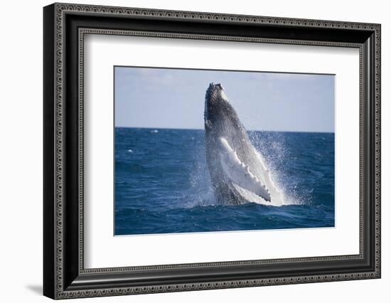 Humpback Whale Breaching from the Atlantic Ocean-DLILLC-Framed Photographic Print