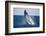 Humpback Whale Breaching from the Atlantic Ocean-DLILLC-Framed Photographic Print