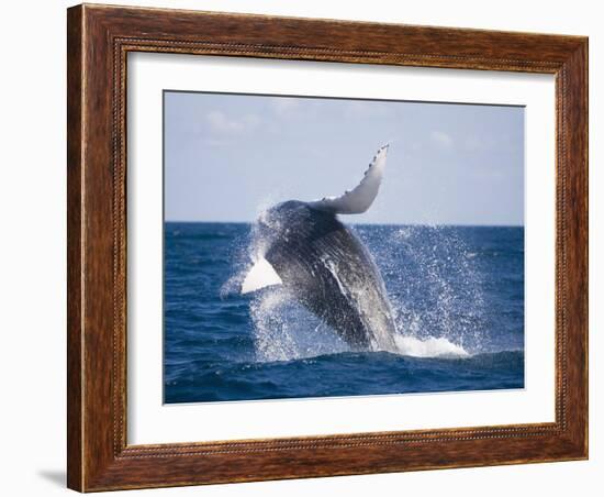 Humpback Whale Breaching from the Atlantic Ocean-DLILLC-Framed Photographic Print