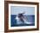 Humpback Whale Breaching from the Atlantic Ocean-DLILLC-Framed Photographic Print