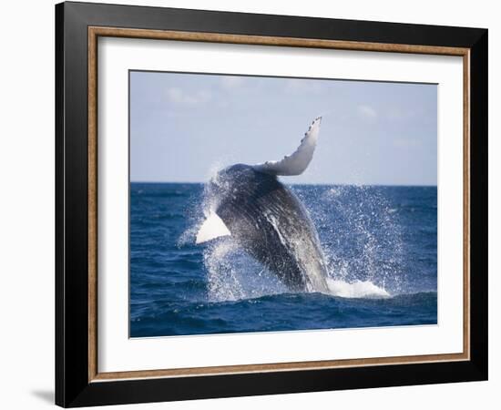 Humpback Whale Breaching from the Atlantic Ocean-DLILLC-Framed Photographic Print