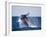 Humpback Whale Breaching from the Atlantic Ocean-DLILLC-Framed Photographic Print