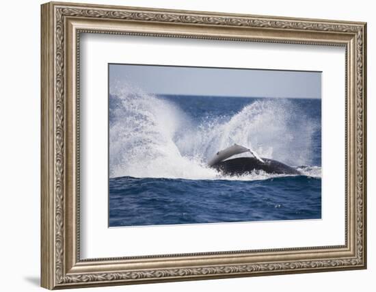 Humpback Whale Breaching from the Atlantic Ocean-DLILLC-Framed Photographic Print