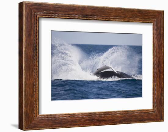 Humpback Whale Breaching from the Atlantic Ocean-DLILLC-Framed Photographic Print