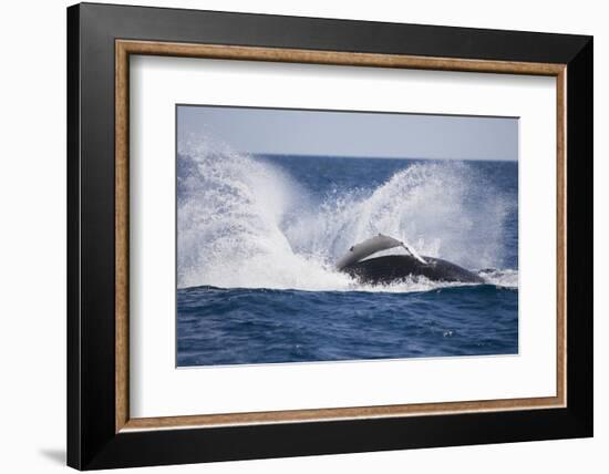 Humpback Whale Breaching from the Atlantic Ocean-DLILLC-Framed Photographic Print