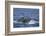 Humpback Whale Breaching from the Atlantic Ocean-DLILLC-Framed Photographic Print