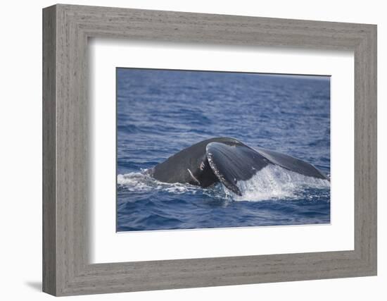 Humpback Whale Breaching from the Atlantic Ocean-DLILLC-Framed Photographic Print