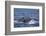 Humpback Whale Breaching from the Atlantic Ocean-DLILLC-Framed Photographic Print