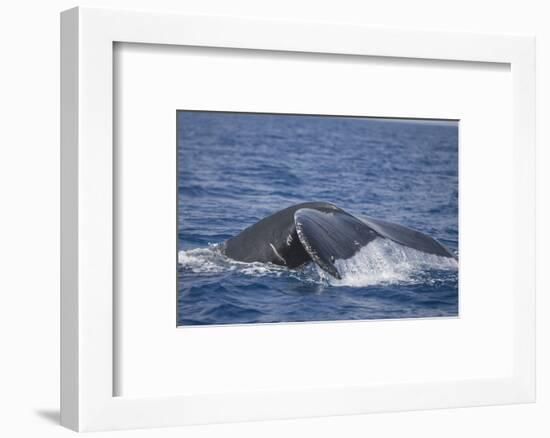 Humpback Whale Breaching from the Atlantic Ocean-DLILLC-Framed Photographic Print