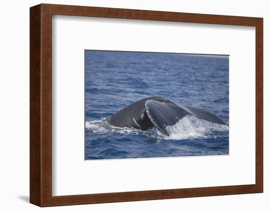 Humpback Whale Breaching from the Atlantic Ocean-DLILLC-Framed Photographic Print