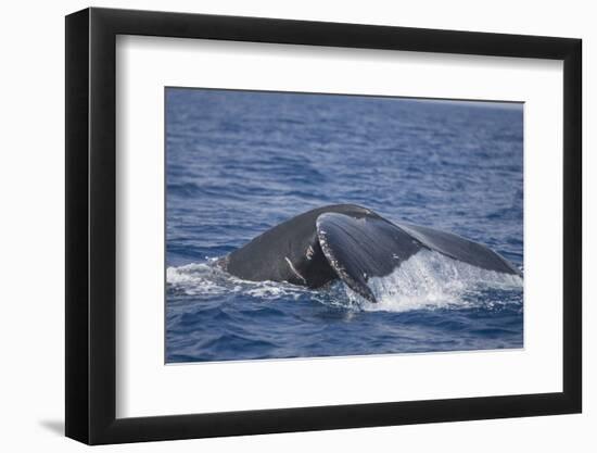 Humpback Whale Breaching from the Atlantic Ocean-DLILLC-Framed Photographic Print