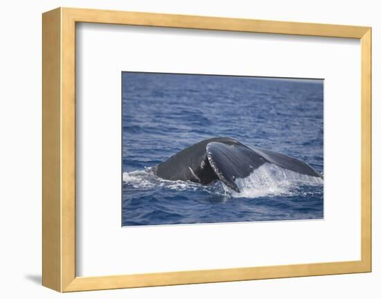 Humpback Whale Breaching from the Atlantic Ocean-DLILLC-Framed Photographic Print