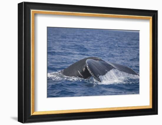 Humpback Whale Breaching from the Atlantic Ocean-DLILLC-Framed Photographic Print