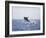 Humpback Whale Breaching from the Atlantic Ocean-DLILLC-Framed Photographic Print