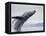 Humpback Whale Breaching in Frederick Sound-Paul Souders-Framed Premier Image Canvas